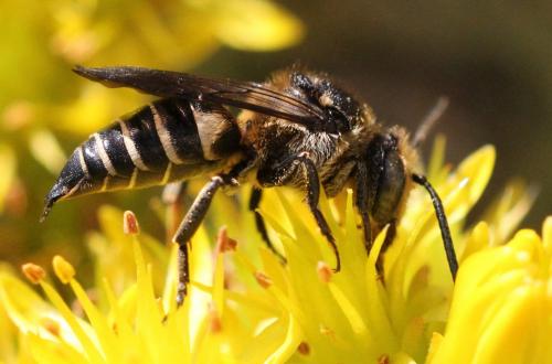 Réf. 233 243 : Coelioxys elongata
